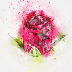 Painted Rose Salon